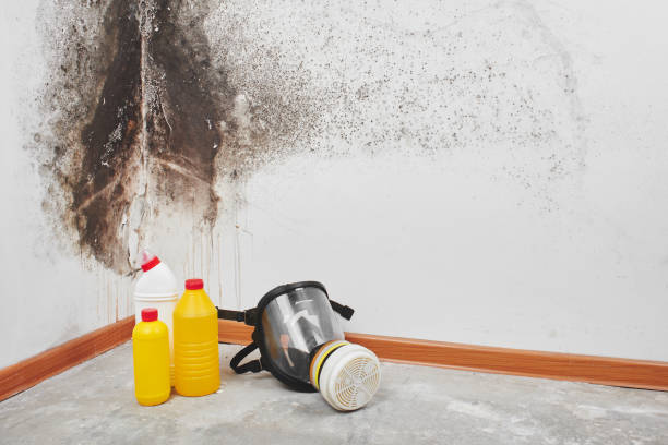 Attic Mold Removal in Boca Raton, FL