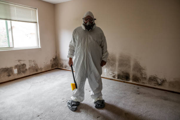 Mold Removal and Inspection in Boca Raton, FL